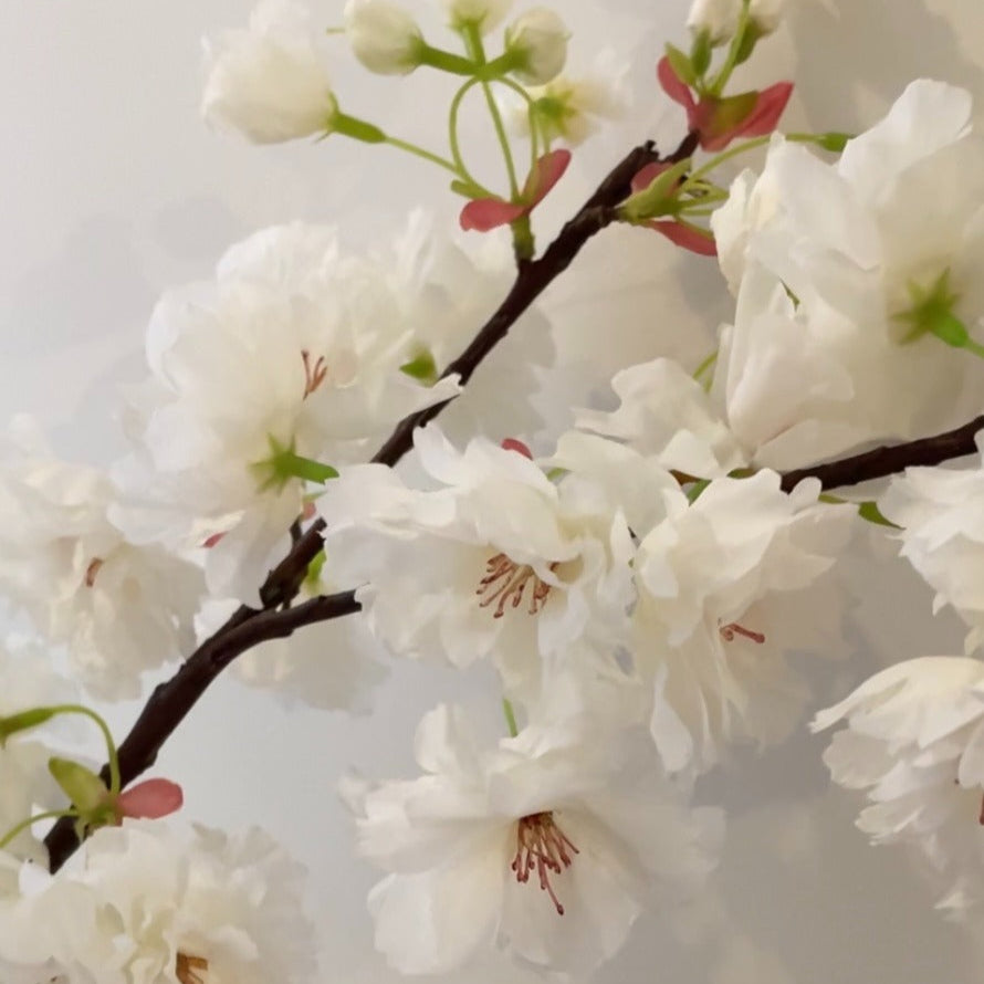 Close-up of white apple blossom branch with a soft focus background.