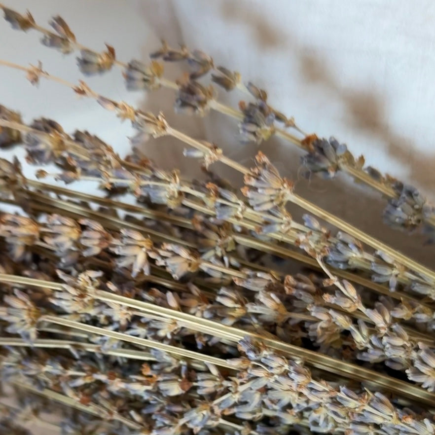 Dried lavender bunch wrapped in brown paper and tied with jute string.