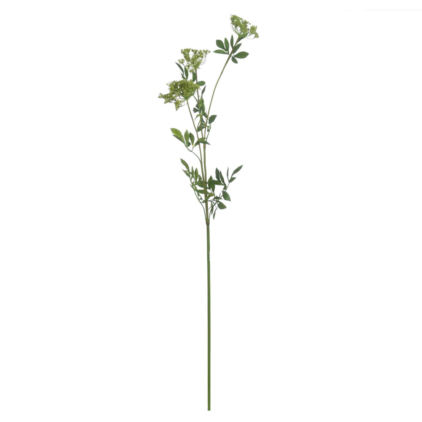 Faux Cow Parsley stem styled in front of white background.