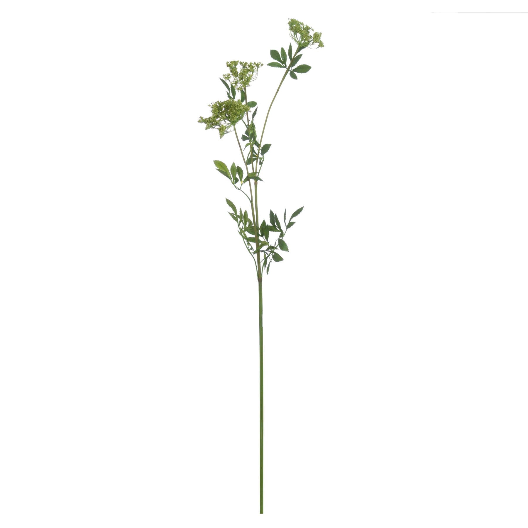 Faux Cow Parsley stem styled in front of white background.
