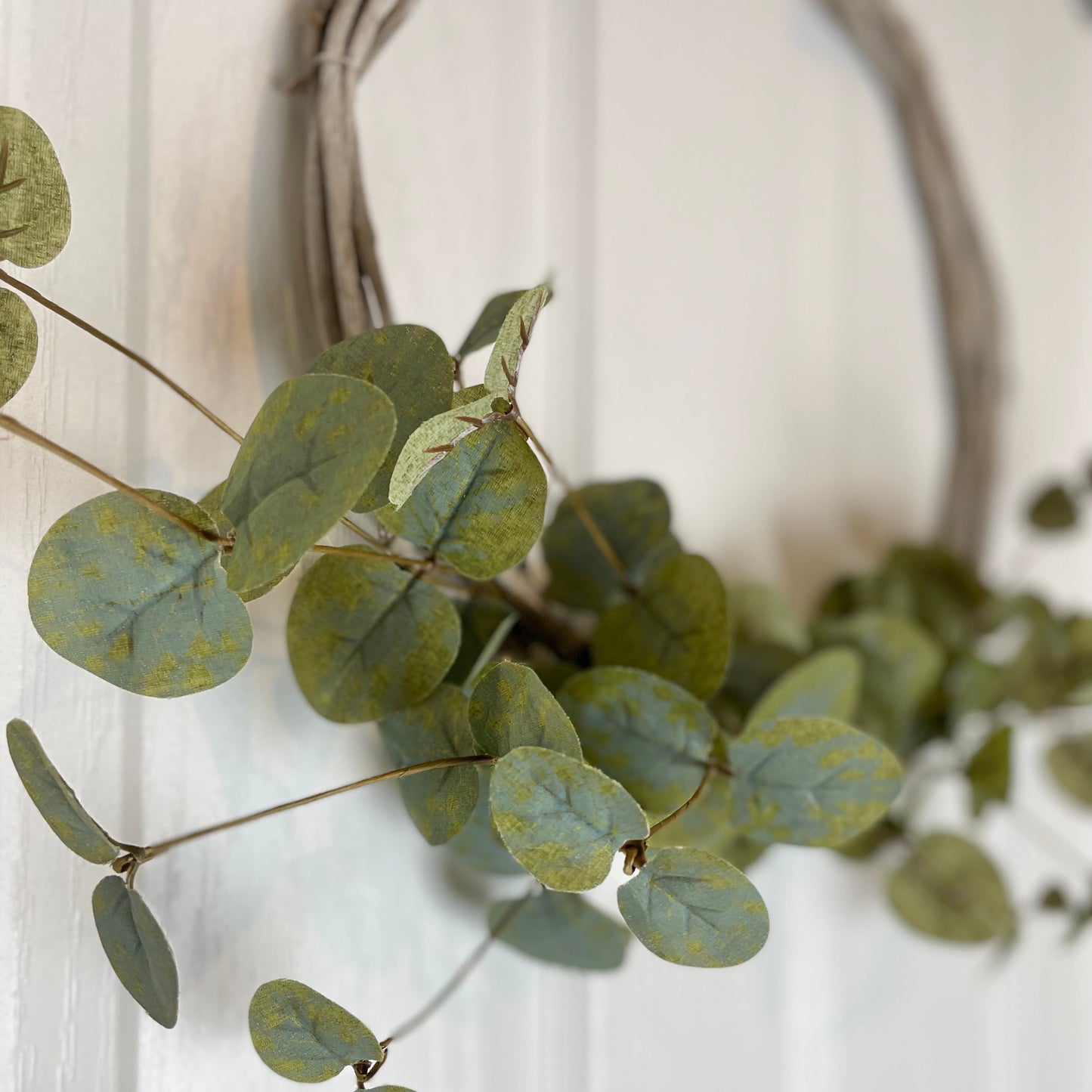 Close up of green eucalyptus leaves on a white background.