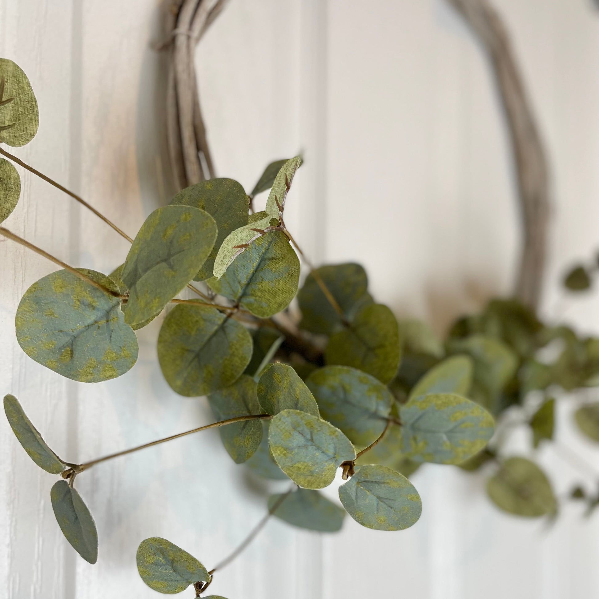 Close up of green eucalyptus leaves on a white background.