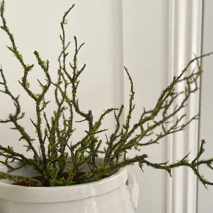Faux moss stem used as filler in floral arrangement. Or simple arrangement styled alone in a white ceramic pot.