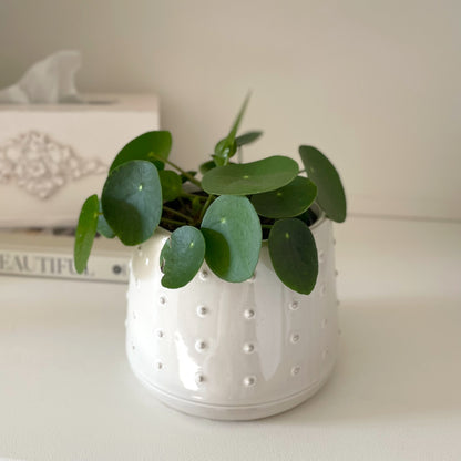 Glazed ceramic pot with embossed bobble pattern styled on a shelf with a plant.
