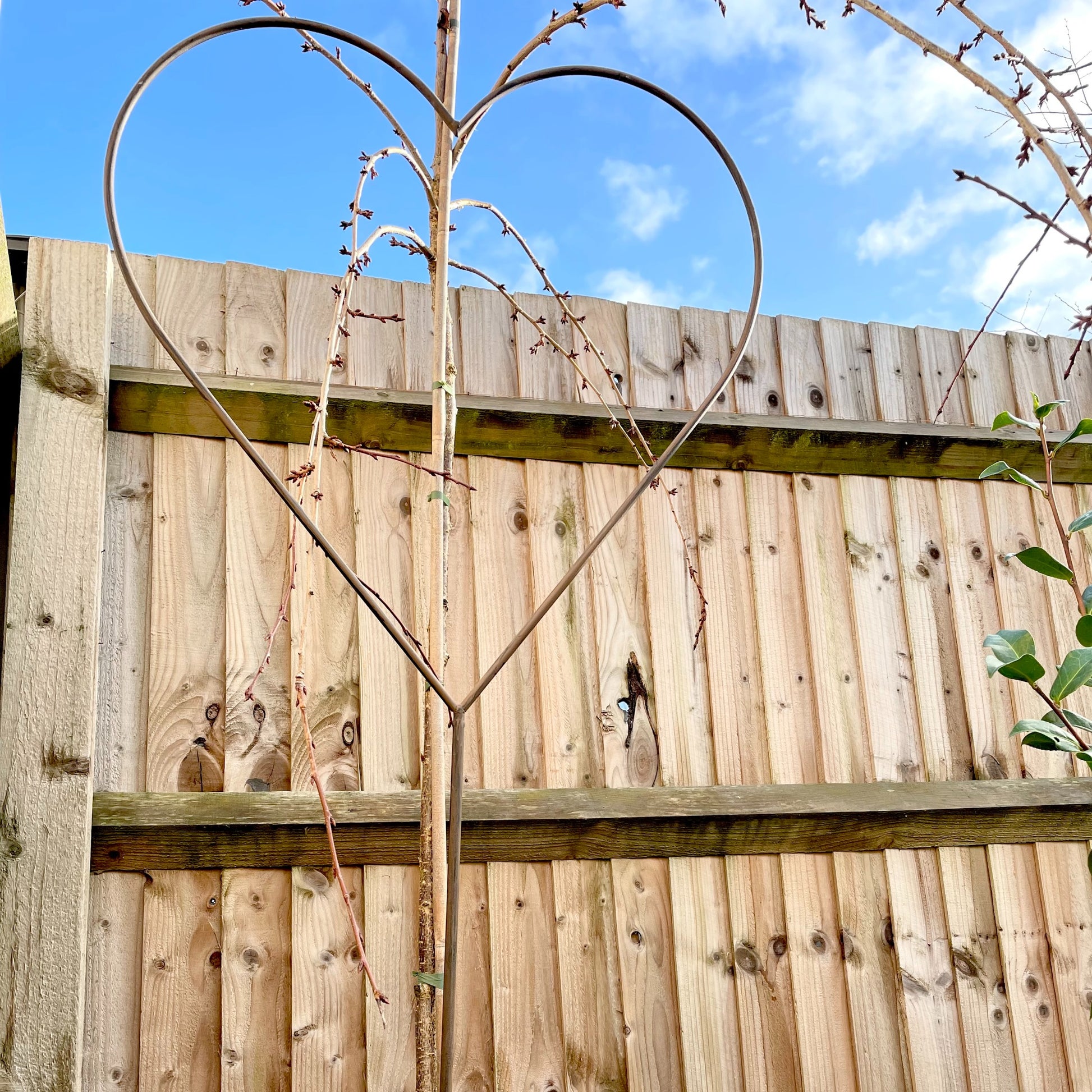 Rustic metal heart shaped garden stake with weathered finish, displayed outdoors with climbing plants.