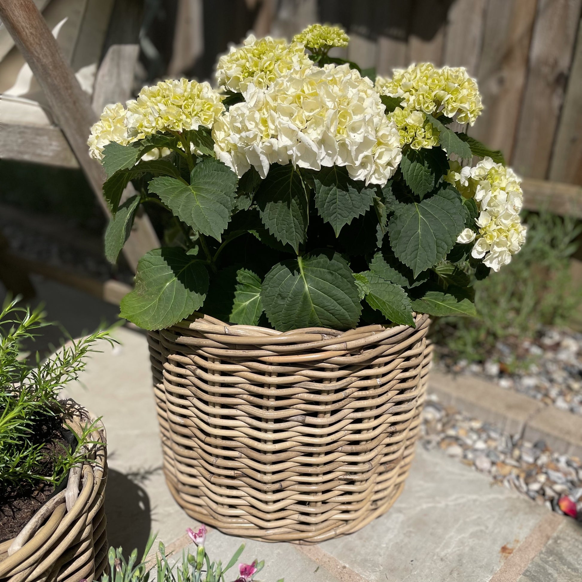 Durable rattan plant pot with polythene liner holding white hydrangeas on a patio.