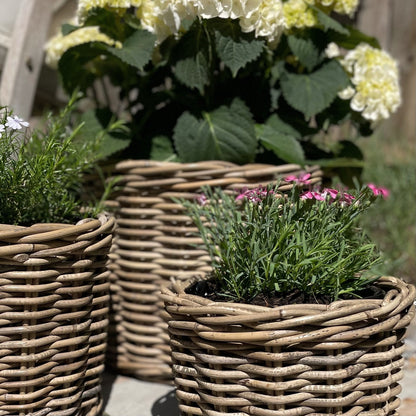 Durable rattan plant pot with polythene liner holding white hydrangeas on a patio.