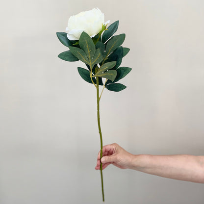 hand holding white peony stem.
